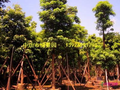 秋枫