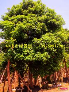 秋枫