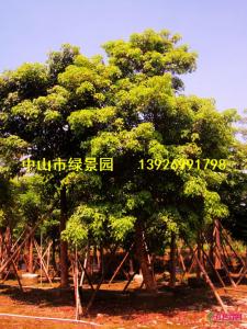 秋枫